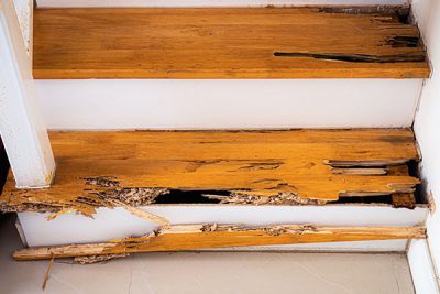 Wood Destroying Insect Inspection in Toledo, Ohio